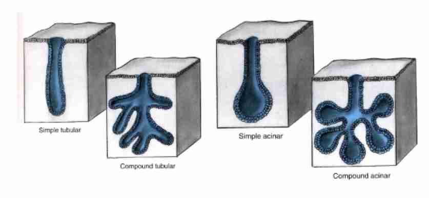 <p>Simple (unbranched duct), compound (repeated branching pattern, part of secretory portion), tubular (terminal secretory portion in tube form) &amp; acinar (terminal secretory portion in form of sac/flask like).</p>