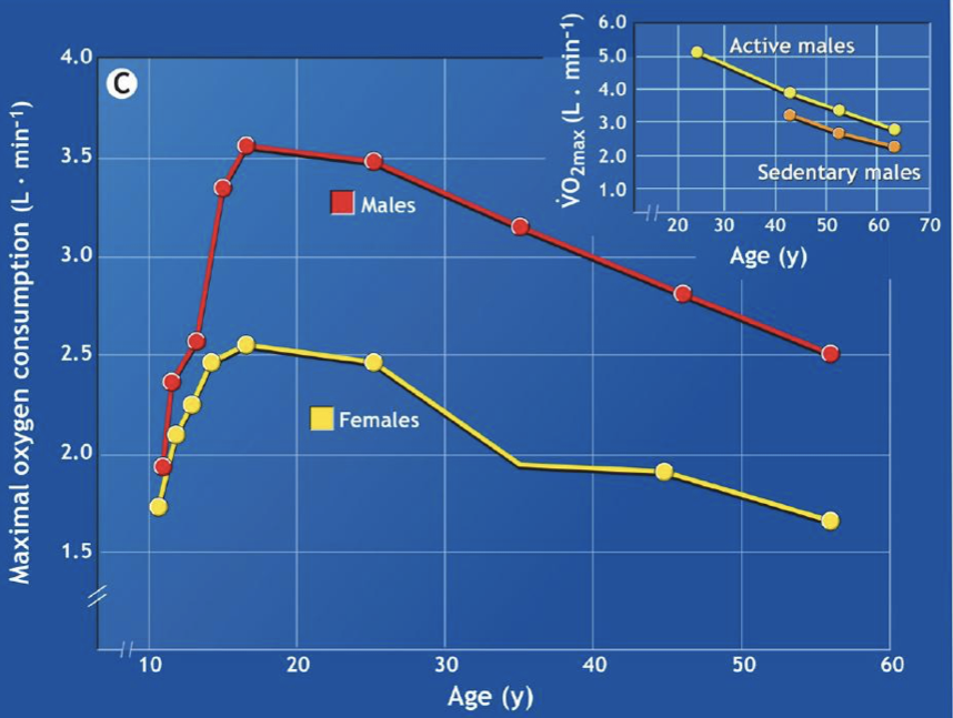 <ul><li><p><span><span>After the age of 25, ~1% decrease/year</span></span></p></li><li><p><span><span>During ageing, more rapid decline (may be confounded by disease)</span></span></p></li><li><p><span><span>However, if active you can prevent the decline</span></span></p></li></ul><p></p>