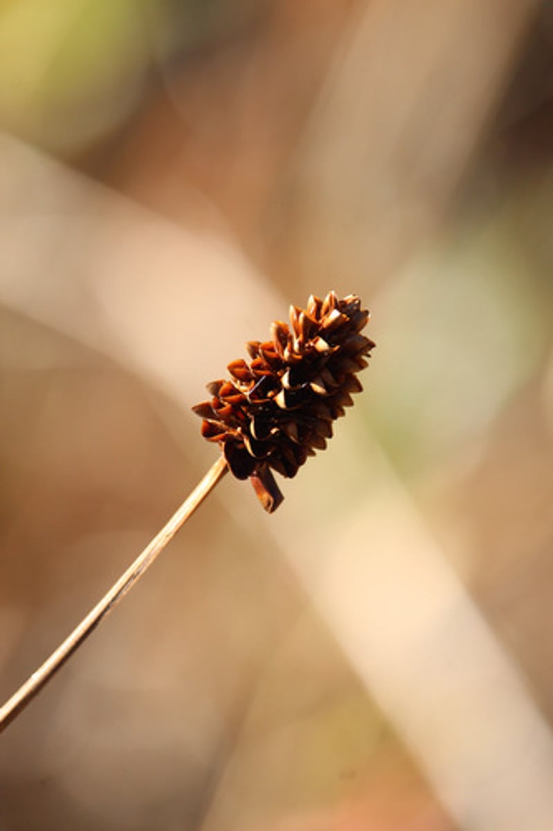 <p>What is the name of the plant pictured here?</p>