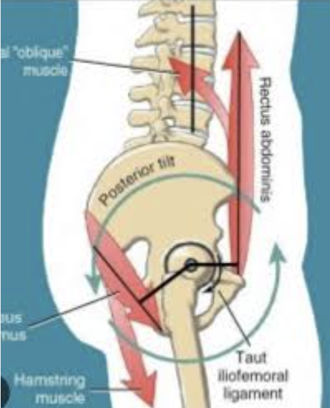 <p>hip extensors and abdominals</p>
