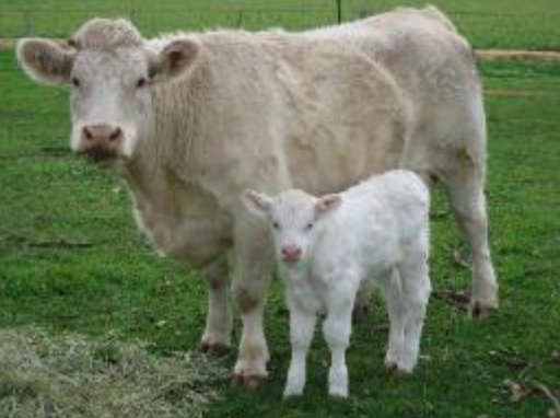 <p>What breed is this?</p>