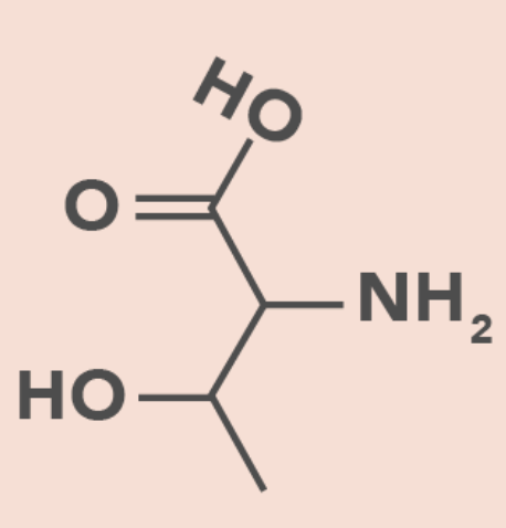<ul><li><p>Polar</p></li><li><p>Hydroxyl branch on side chain</p></li></ul><p></p>
