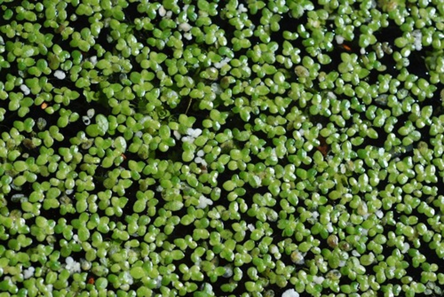 <p>Lemna</p>