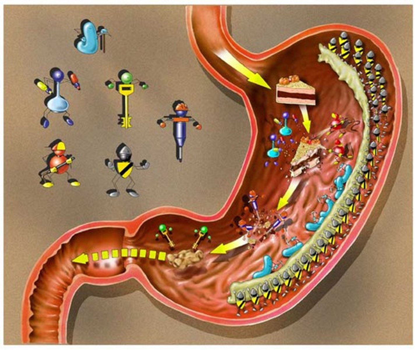 <p>Enzymes break down food into smaller molecules</p>