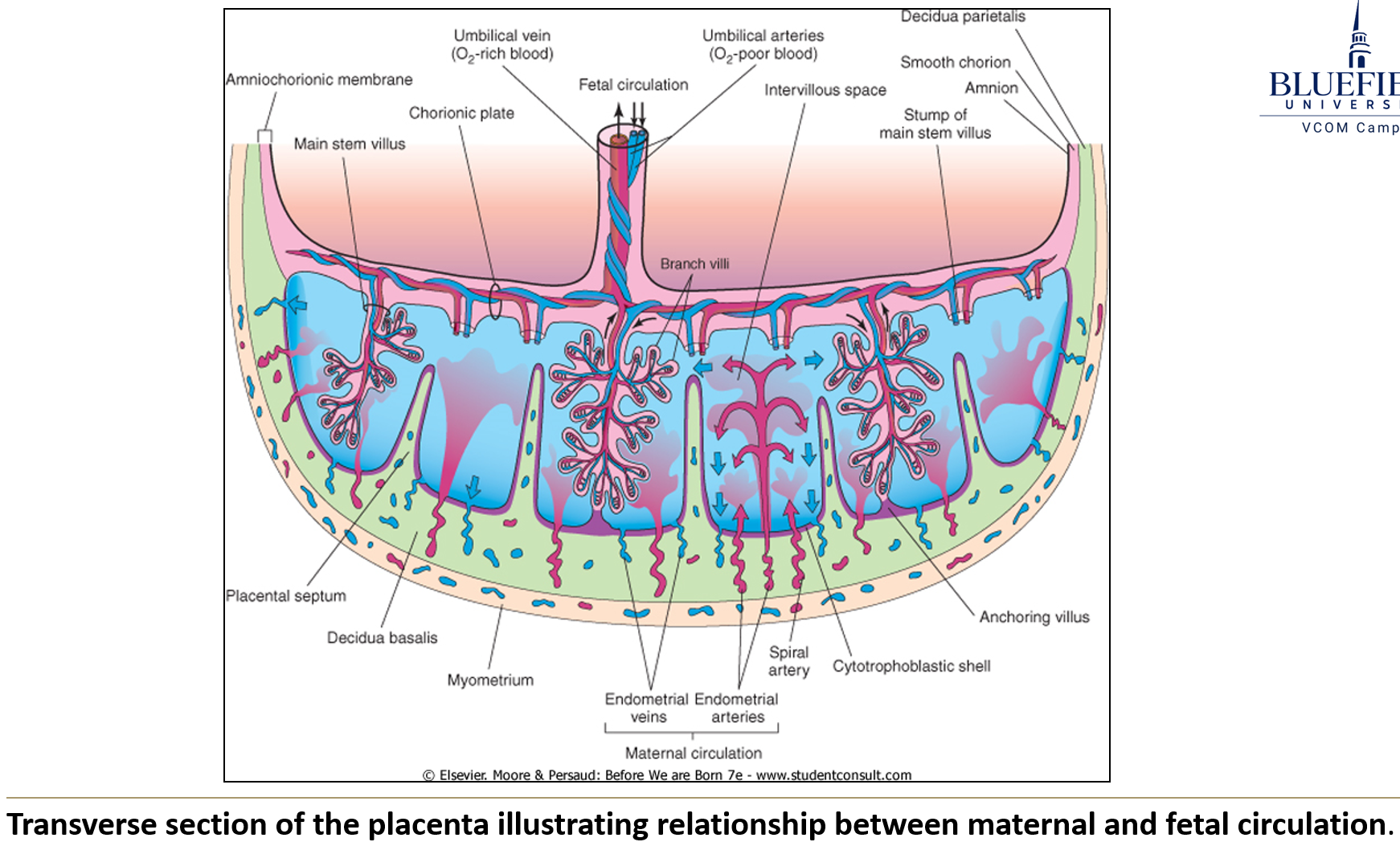 <ol><li><p>The <strong>cytotrophoblast</strong> forms a <strong>shell</strong> separating the embryo from <strong>uterine tissue</strong>.</p></li><li><p>The <strong>syncytiotrophoblast degenerates</strong>, creating <strong>maternal blood sinuses</strong>.</p></li><li><p><strong>Uterine blood vessels</strong> penetrate the cytotrophoblast, and <strong>maternal blood</strong> empties into <strong>intervillous spaces</strong>.</p></li></ol><p></p>