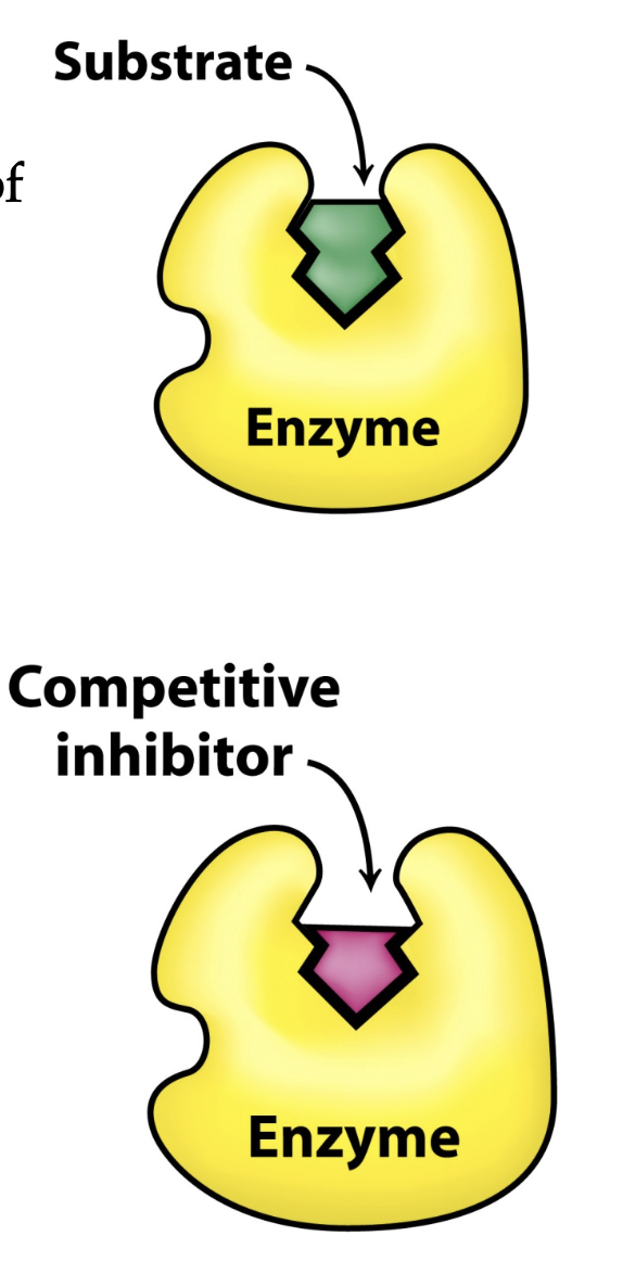 <p>when the inhibitor binds in place of the substrate in the active site, reducing the productivity of the enzyme</p><ul><li><p>the inhibitor does not affect the catalysis of substrate forming product</p></li><li><p>if [S]&gt;[I], enzyme will bind more preferentially to the substrate than the inhibitor</p></li></ul><p></p>