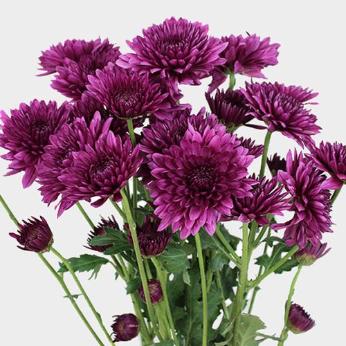 <p>Chrysanthemum</p>