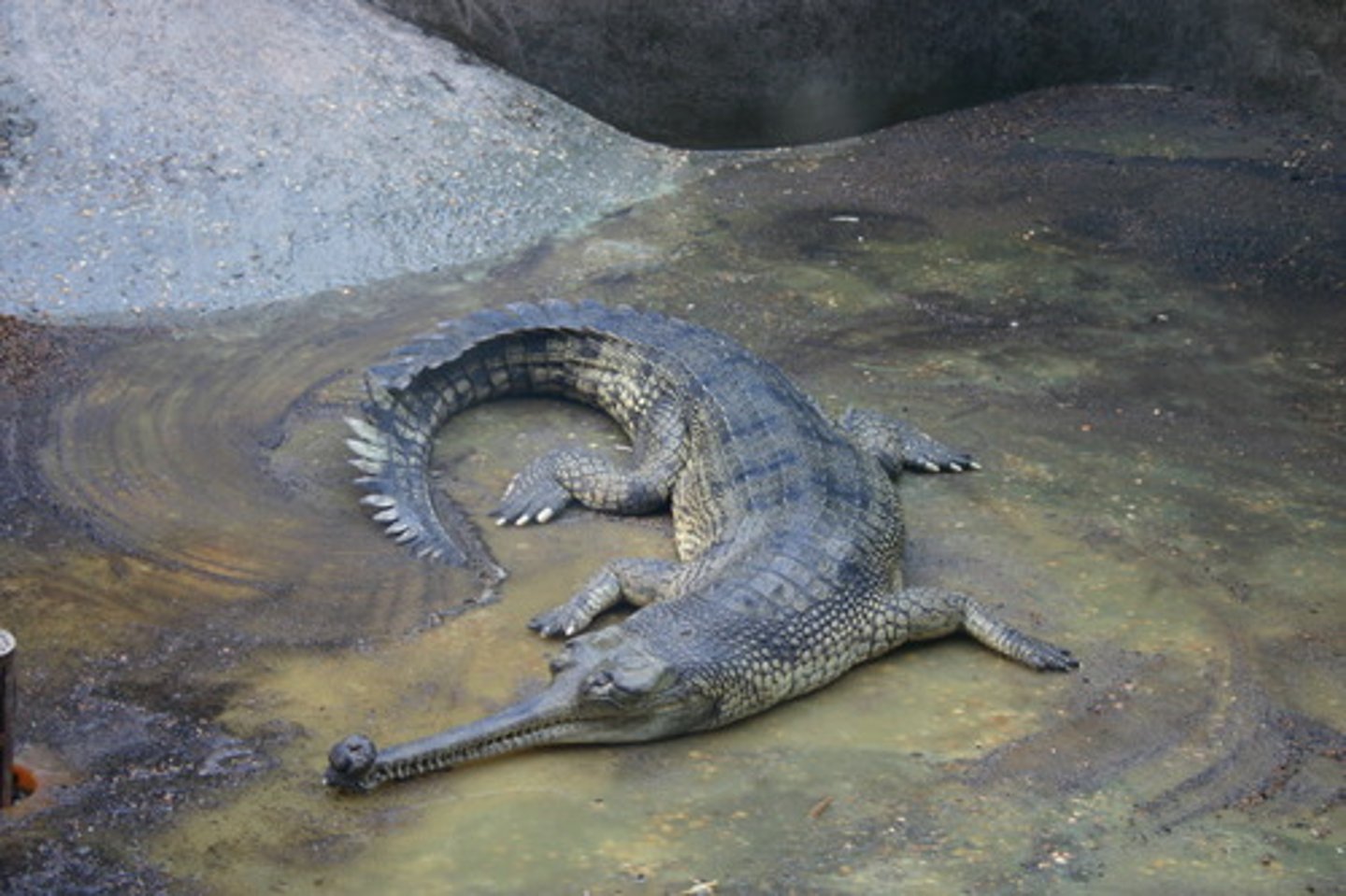 <p>term for fish eating</p><p>-eg Gharial and caiman</p>