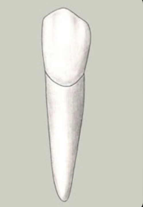 <p>Tooth #, Eruption, and Root Formation</p>