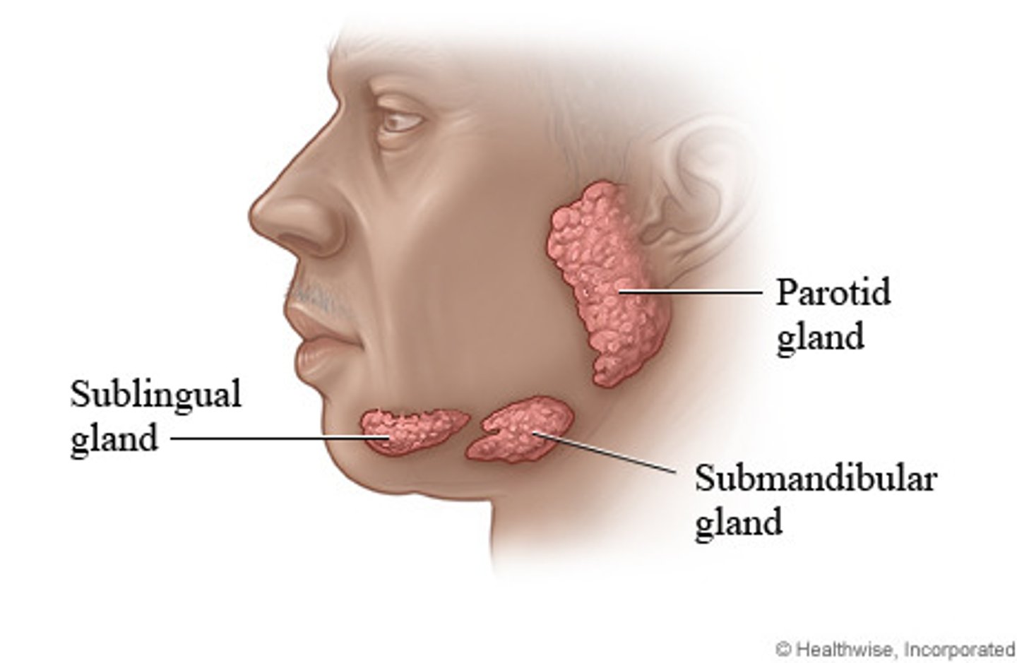 <p>• Three major glands:</p><p>1. Sublingual</p><p>2. Submandibular</p><p>3. Parotid</p><p>• Function: Keep mouth moist, Bolus cohesion, "Dry" swallow ability, Begin to help in breaking down food</p>