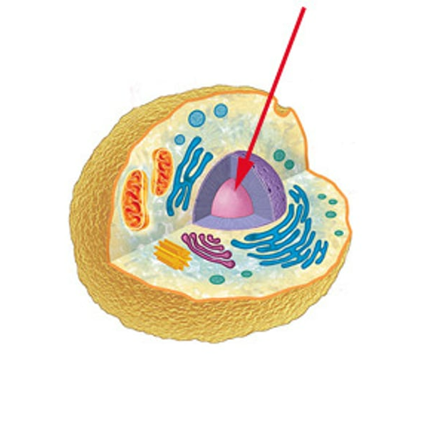 <p>contains DNA, control center of the cell</p>