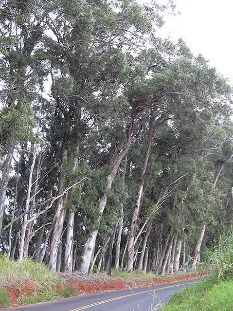 <p>Blue gum (Invasive)</p>