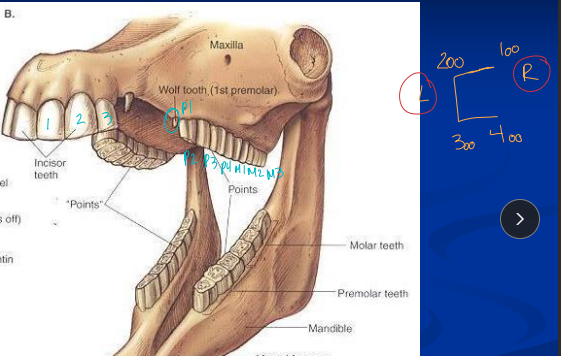 <p><span style="background-color: transparent;">Dental Anatomy & Physiology</span></p>