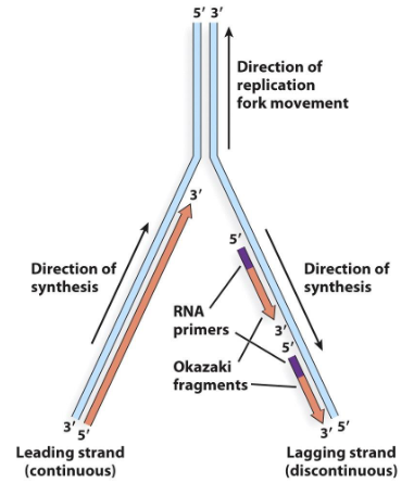 <p>Short DNA fragments synthesized on the lagging strand.</p>