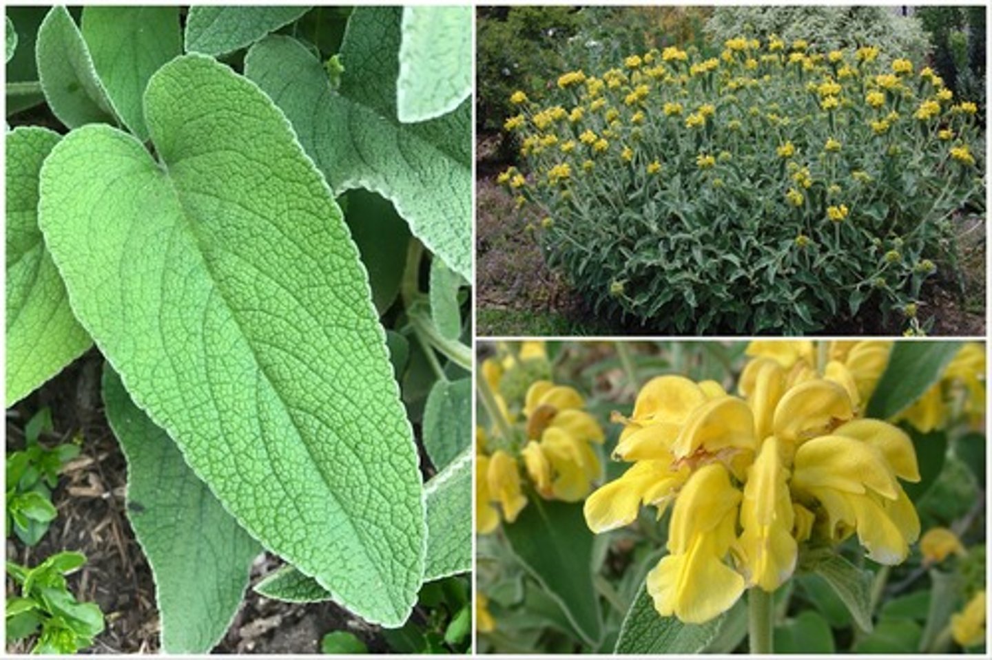 <p>jerusalem sage</p>