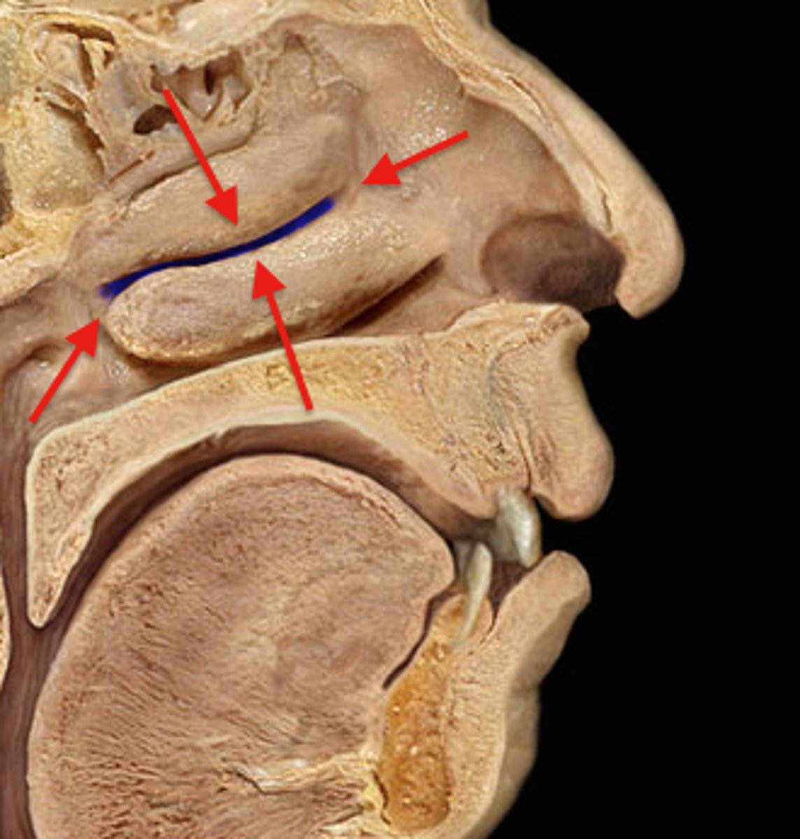 <p>All of them (nasal meatus)</p>