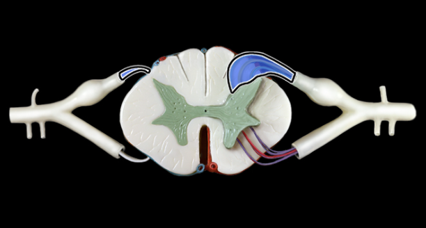 <p>What structure is shown?</p>