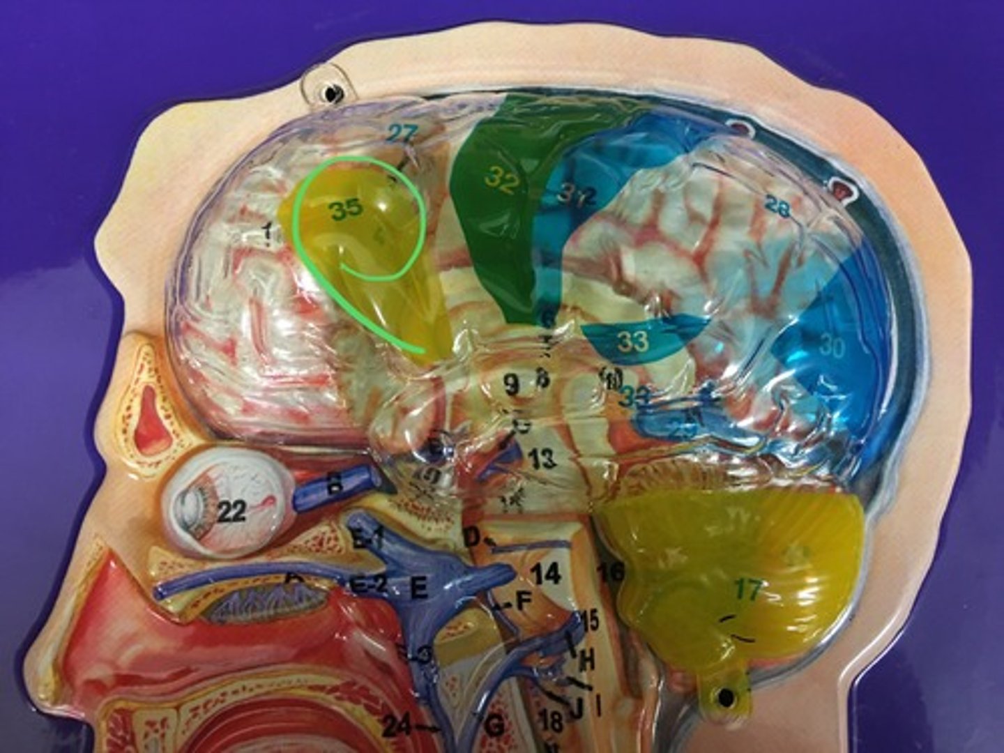 knowt flashcard image