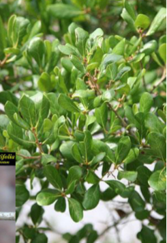 <p>-tear drop shaped leaves</p><p>-shrubby</p><p>-l<span style="color: #NaNNaNNaN">eaves have a</span><span style="color: #NaNNaNNaN"><br></span><span style="color: #NaNNaNNaN">shiny, leathery, dark green upper</span><span style="color: #NaNNaNNaN"><br></span><span style="color: #NaNNaNNaN">surface; underneath is yellowish-green</span><span style="color: #NaNNaNNaN"><br></span><span style="color: #NaNNaNNaN">or orange-brown and mostly smooth.</span></p><p><span style="color: #NaNNaNNaN">-acorns are brown and short usually born singly and striped</span></p><p><span style="color: #NaNNaNNaN">-almost wedge shaped leaves</span></p>