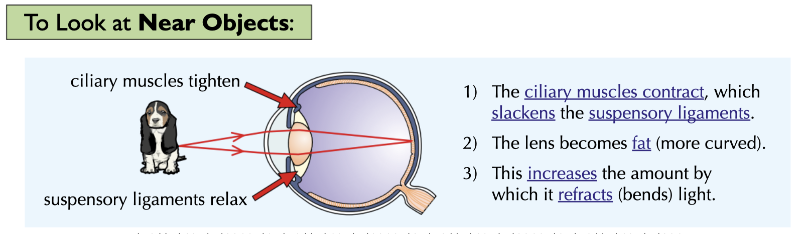 <p></p><p></p><ul><li><p>the ciliary muscles <strong>contract</strong></p></li><li><p>the suspensory ligaments <strong>loosen</strong></p></li><li><p>the lens becomes <strong>thicker</strong></p></li></ul><p>so it refracts light rays more <strong>strongly</strong></p>