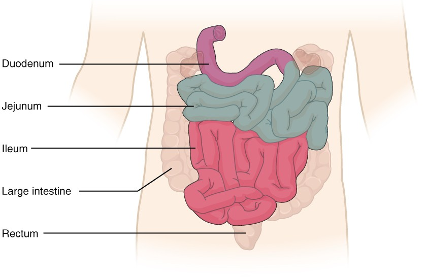 <ul><li><p>duodenum (upper)</p></li><li><p>jejunum (middle)</p></li><li><p>ileum (lower)</p></li></ul><p></p>