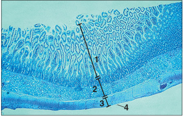 <p>Identify the structure:</p><p>Specie:</p><p>Parts:</p><p>1.__ 2.__ 3.__ 4.__</p><p>Stain used:</p>