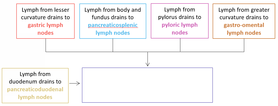 <p>Lymph from different parts of the stomach and duodenum drains into specific lymph nodes (i.e. gastric, pyloric, pancreaticoduodenal LNs, etc.). Where do all these lymph nodes eventually drain into?</p>