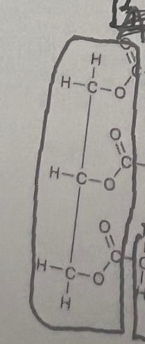 <p>What molecule is shown in the diagram?</p>