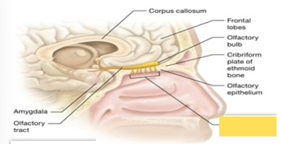 <p><span style="background-color: transparent; font-family: &quot;Times New Roman&quot;, serif;"><span>Sensory cranial nerve; nerve for olfaction or the sense of smell</span></span></p>
