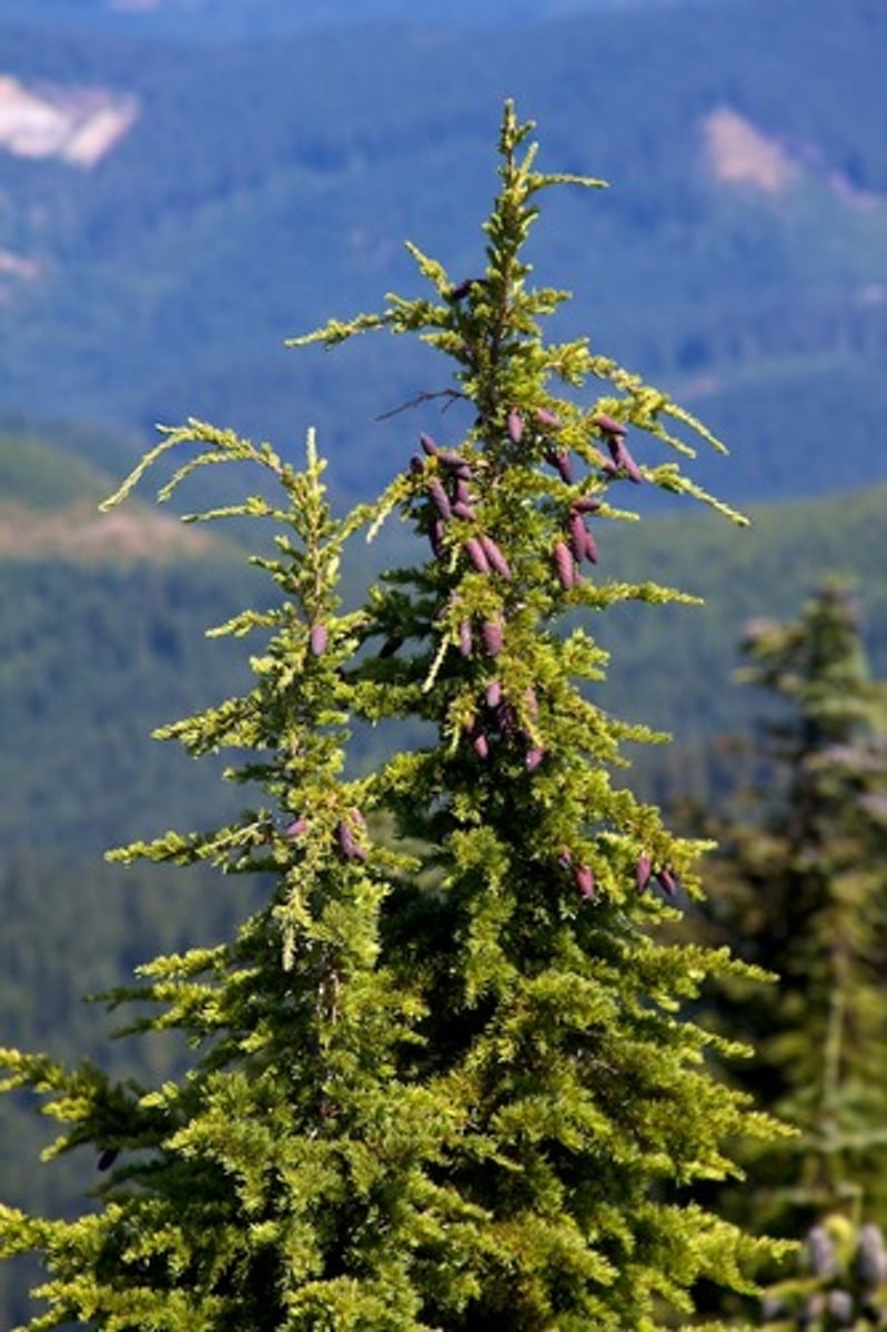<p>Drooping top</p><p>- Helps shed snow and is a distinguishing feature from other conifers.</p><p>Cones</p><p>Larger than the western hemlock (3-8cm vs ~2cm)</p><p>Forms krummholz</p><p>- Wind-formed stunted tree patches near treeline</p>