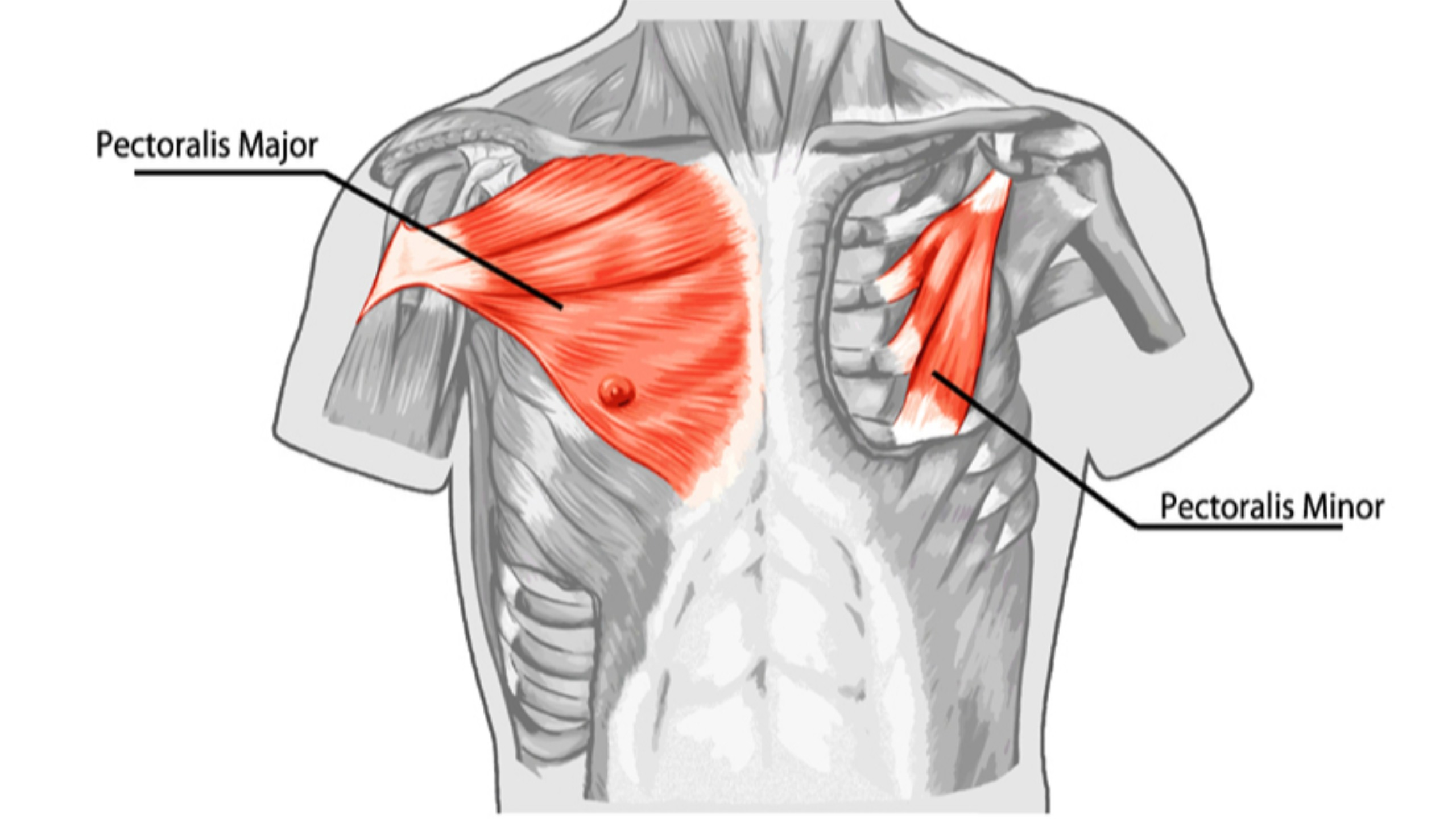<p>O: ribs 3-5</p><p>I: coracoid process of scapula</p><p>A: protract and depress scapula</p>