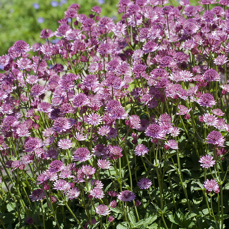 <p>Vilken blomma?</p>