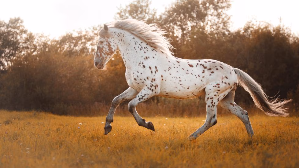 <p>Appaloosa</p>