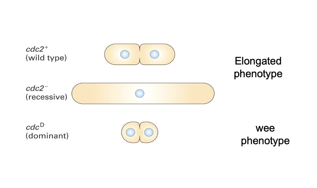 <ul><li><p><strong>Wild-type (cdc2⁺)</strong> → normal division</p></li><li><p><strong>Loss-of-function (cdc2⁻)</strong> → elongated phenotype</p></li><li><p><strong>Gain-of-function/dominant (cdc2ᴰ)</strong> → wee phenotype</p></li></ul><p></p>
