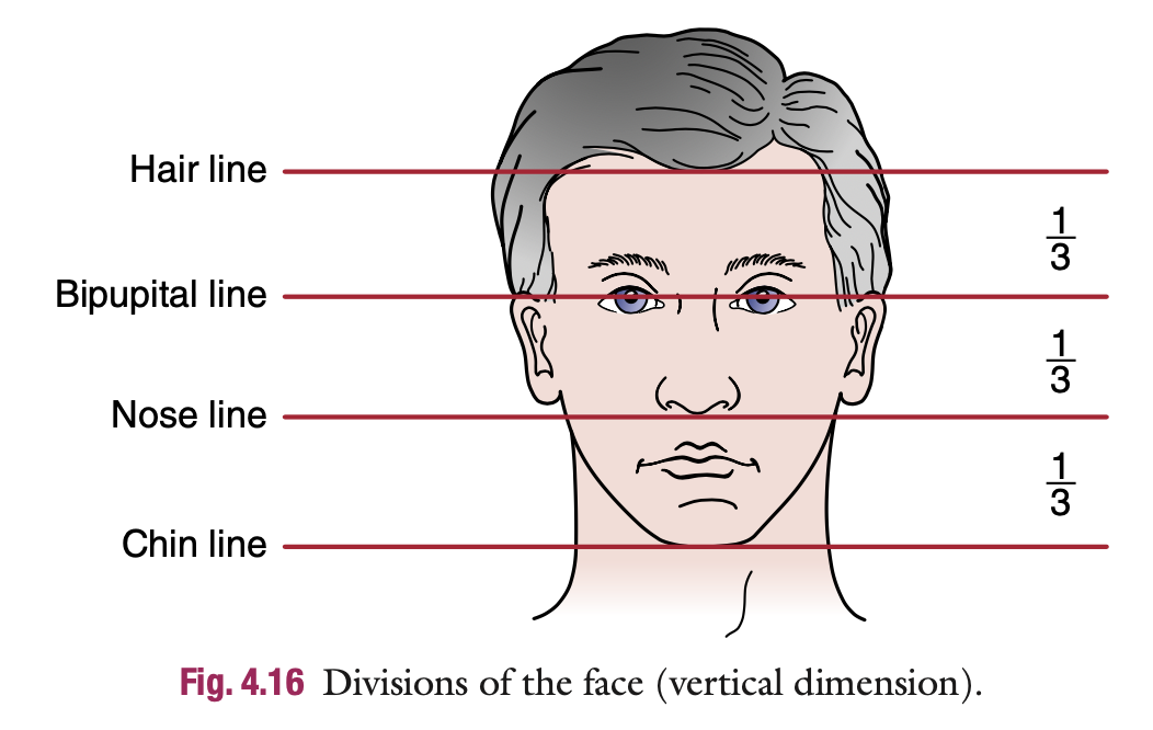 <p>Observation</p><ul><li><p>face should be symmetrical</p><ul><li><p>check the eyebrows, eyes, nose, ears, length of mandible from center line, and distance from the nasolabial folds to the corners of the mouth</p></li><li><p> Horizontally, the face of an adult is divided into thirds (Fig. 4.16); this demonstrates normal vertical dimension.</p></li><li><p>Upper &amp; lower teeth are used to measure vertical dimension</p></li></ul></li></ul><p></p>