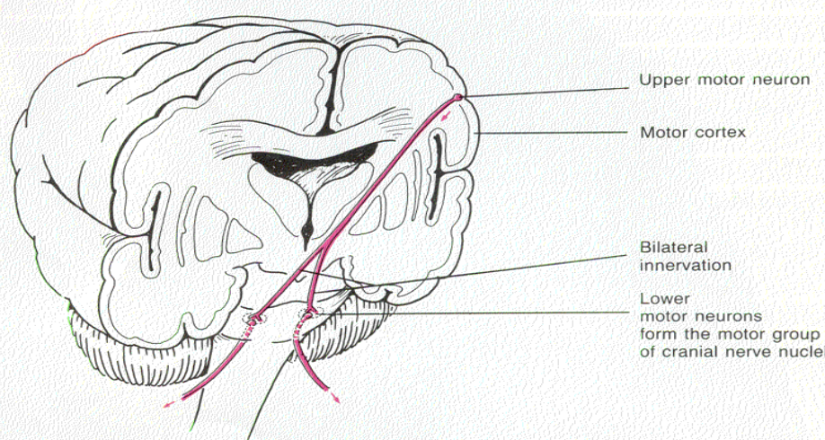 <p>upper motor neuron and lower motor neuron</p>