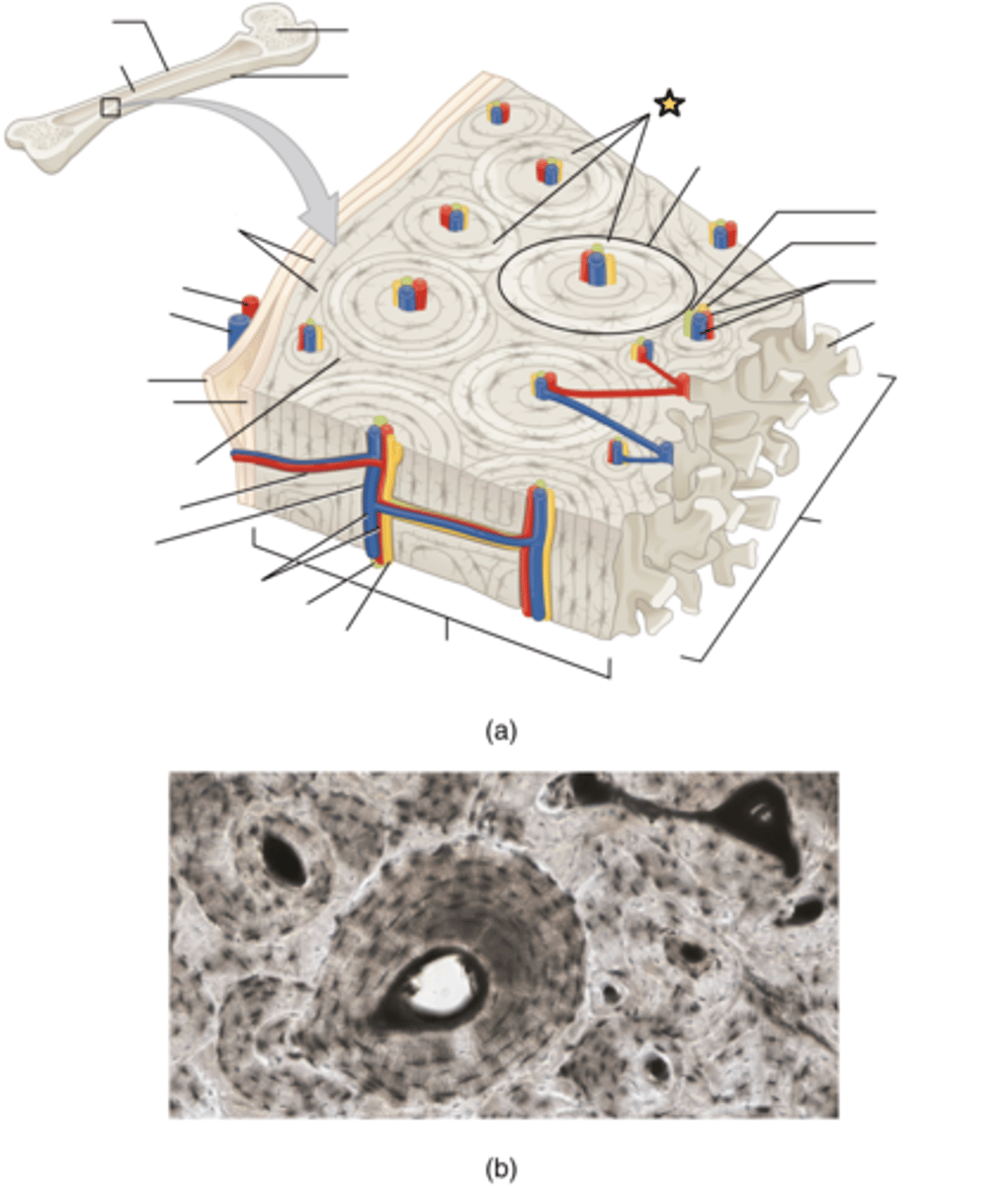 <p>Layers of bony matrix around a central canal</p>