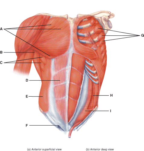 <p>Name the muscle labeled “D” (two words - all lowercase)</p>