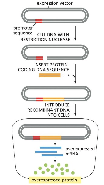 <p>Large amounts of a protein can be produced from a protein-coding DNA sequence inserted into an expression vector (=expression plasmid) and introduced into cells. This technology is now used to make large amounts of many medically useful proteins, including hormones such as insulin or viral proteins for vaccines. Also for structural studies</p><p></p>