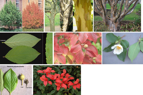 THEACEAE (tea family)
-small deciduous tree
-usually multi-stemed
-looks like (bark of crepe myrtle; leaves of dogwood; smaller flowers of camellia)
-bark exfoliates off and leaves a reddish pink camouflage 
-young branches are flexuous (zig-zag)
-alternate arr. leaves, almost crenate to serrate margins
