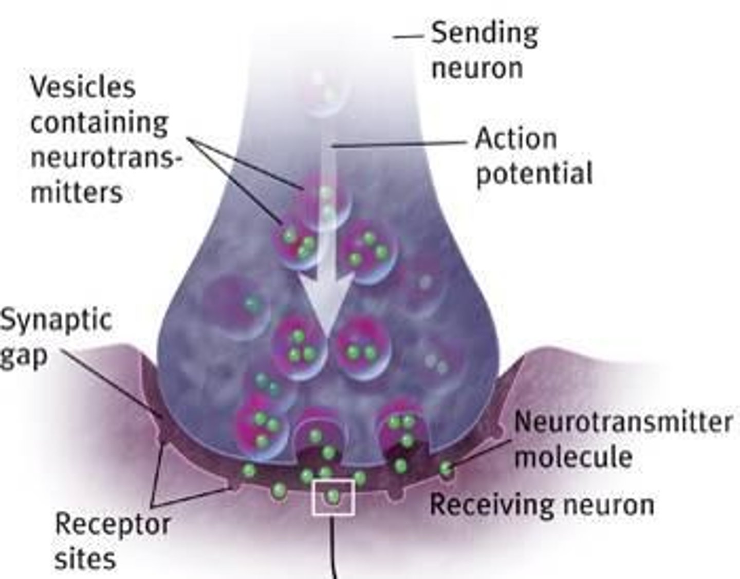 <p>A junction between the axon tip of the sending neuron and the dendrite or cell body of the receiving neuron.</p>