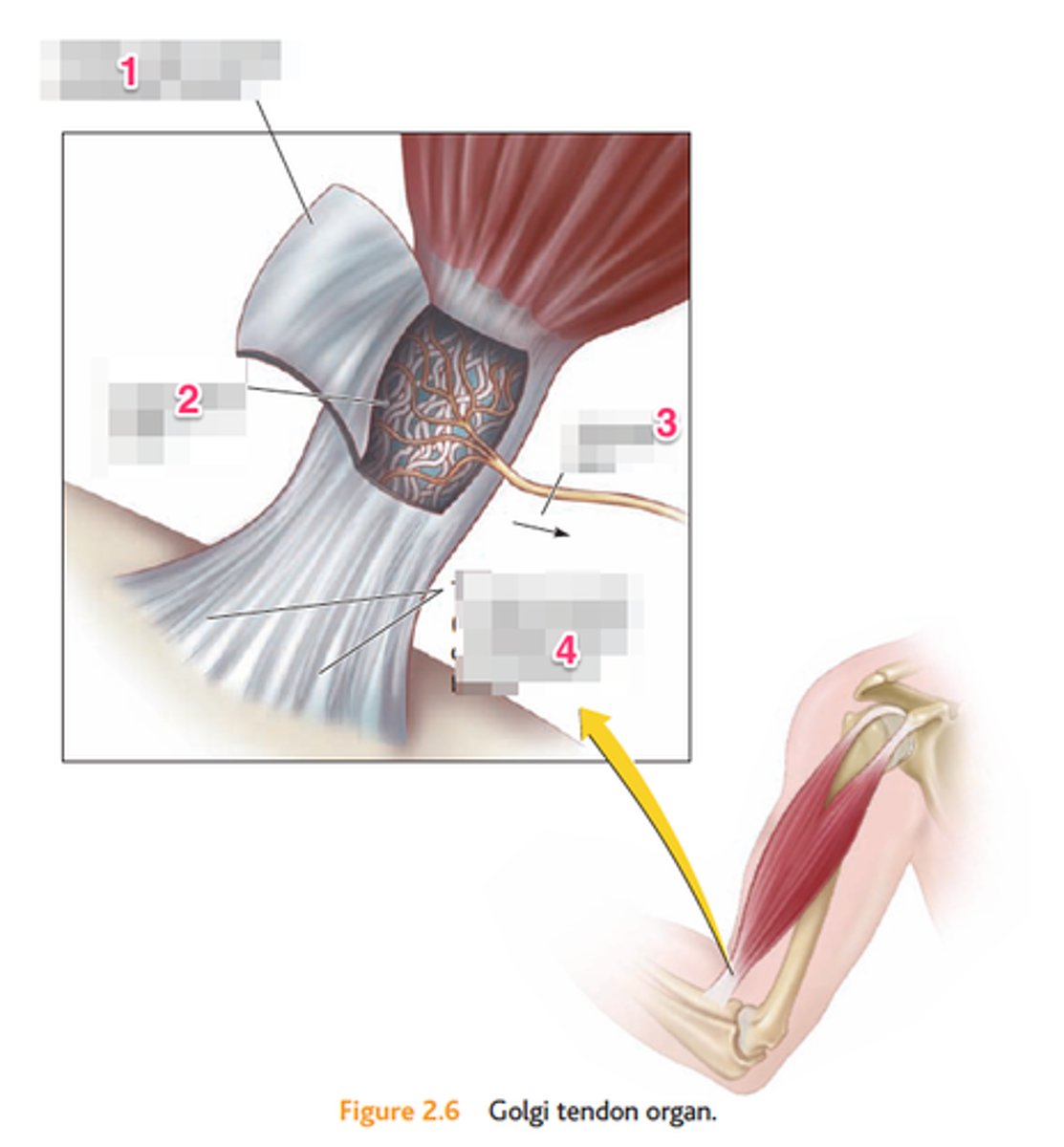 <p>receptors sensitive to tension in tendons</p><p>free nerve endings in tendons</p><p>***Isometric phase of voluntary muscle contraction</p><p>- stretch elastic components of muscle</p><p>- increase tension on tendons</p><p>- increase firing of golgi tendon receptors to keep muscles from shortening - keep same length. STILL AT REST</p>