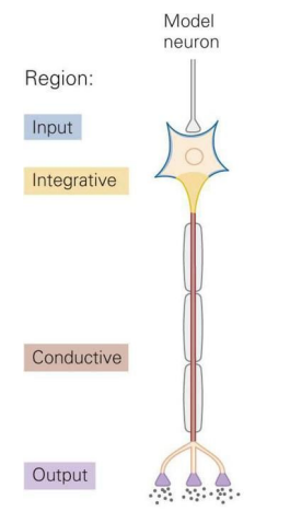 <p>Integration synaptic input</p>