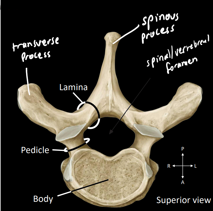 <p><strong>body</strong> - dense part that supports the weight of the body</p><p><strong>pedicle</strong> - posterior projection</p><p><strong>lamina/laminae</strong> - flat sheet</p><p><strong>spinal/vertebral foramen</strong> - single unit of the spinal canal, encloses the spinal cord</p><p><strong>spinous process</strong> - posterior projection (spinal palpate [can feel over skin])</p><p><strong>transverse process</strong> - lateral projection</p><p></p>