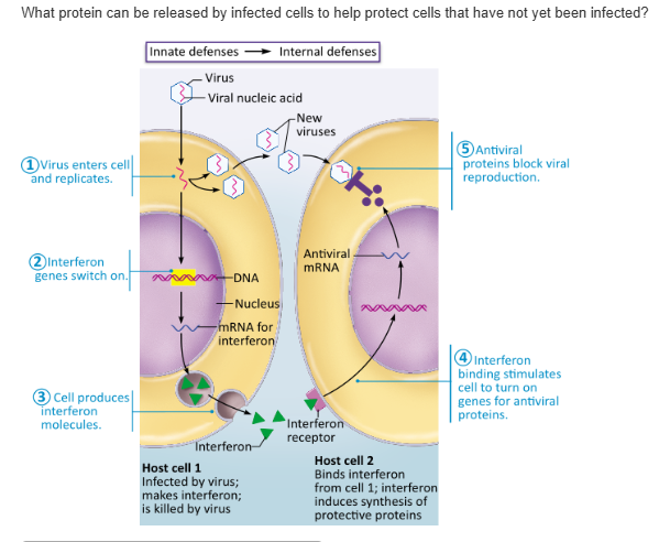 <table style="min-width: 25px;"><colgroup><col style="min-width: 25px;"></colgroup><tbody><tr><td colspan="1" rowspan="1" style="margin: 0px; padding: 0.3em; position: relative;"><p>interferon &nbsp; &nbsp; &nbsp; &nbsp;</p></td></tr><tr><td colspan="1" rowspan="1" style="margin: 0px; padding: 0.3em; position: relative;"><p>complement &nbsp; &nbsp; &nbsp; &nbsp;</p></td></tr><tr><td colspan="1" rowspan="1" style="margin: 0px; padding: 0.3em; position: relative;"><p>opsonins &nbsp; &nbsp; &nbsp; &nbsp;</p></td></tr><tr><td colspan="1" rowspan="1" style="margin: 0px; padding: 0.3em; position: relative;"><p>pyrogens &nbsp; &nbsp; &nbsp; &nbsp;</p></td></tr></tbody></table><p></p>