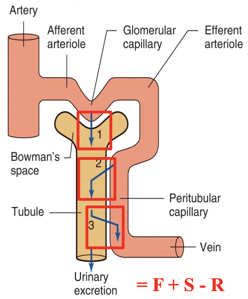 <ol><li><p>glomerular filtration</p><ol><li><p>20% of plasma is filtered, 80% continues into peritubular capillaries</p></li></ol></li><li><p>tubular secretion </p><ol><li><p>from 80% that wasnt filtered</p></li></ol></li><li><p>tubular reabsorption</p><ol><li><p>reabsorbs from filtrate and put back into plasma *prevents excretion in urine</p></li></ol></li></ol><p></p>