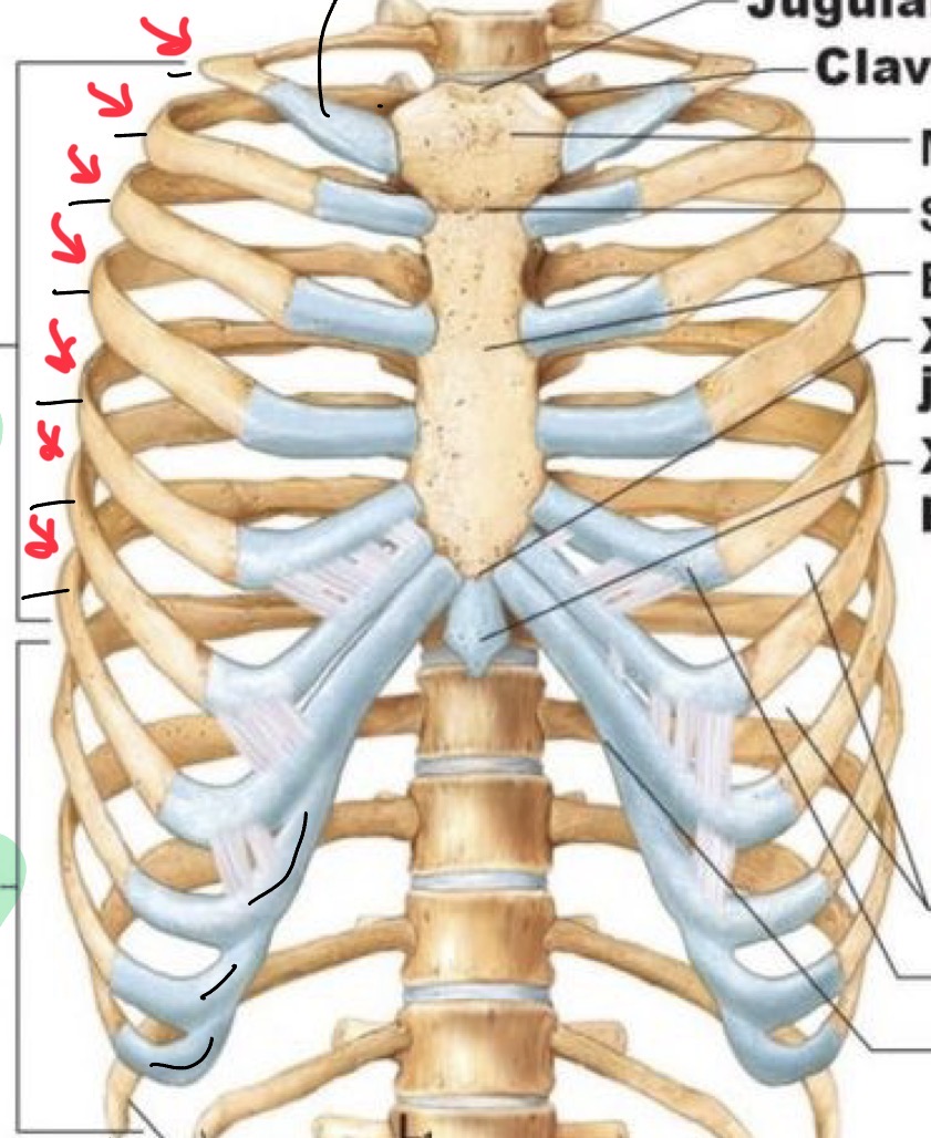 <p>1-7 have Hyaline Cartilage that directly connects to the sternum</p>