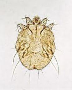 <p>What type of mite is this and what is it called?</p>