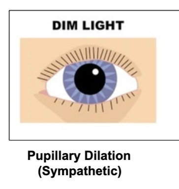 <p><strong>sympathetic</strong> </p><p>occurs when it is dark/dim outside to let more light in the eye and be able to see better.</p><p><em><u>(size of pupil is changed by the iris)</u></em></p>
