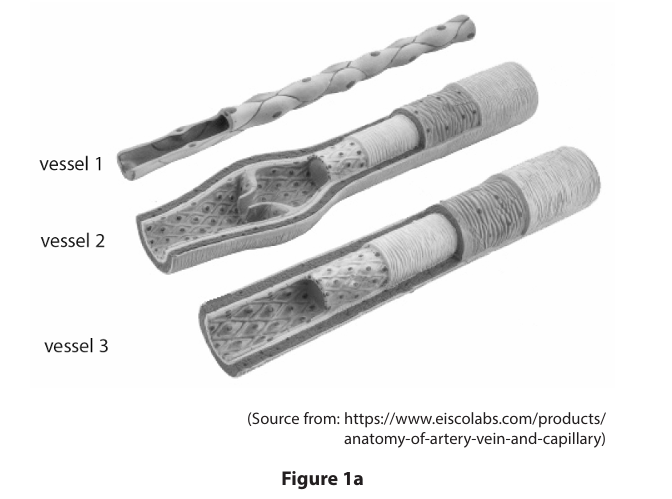 <p>Figure 1a shows the structures of three different types of blood vessel. </p><p>Which row correctly identifies each type of blood vessel in Figure 1a? (1)</p><img src="https://knowt-user-attachments.s3.amazonaws.com/02be9259-4ea2-4225-9c19-9e3e6b89311d.png" data-width="100%" data-align="center" alt=""><p></p>